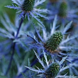 Sea Holly